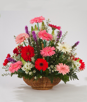 Gerberas & Gerberas